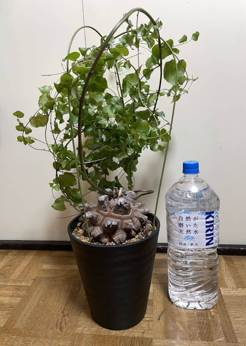 鉢付き アフリカ型 亀甲竜 塊根 多肉植物 Dioscorea elephantipes 観葉植物_画像9