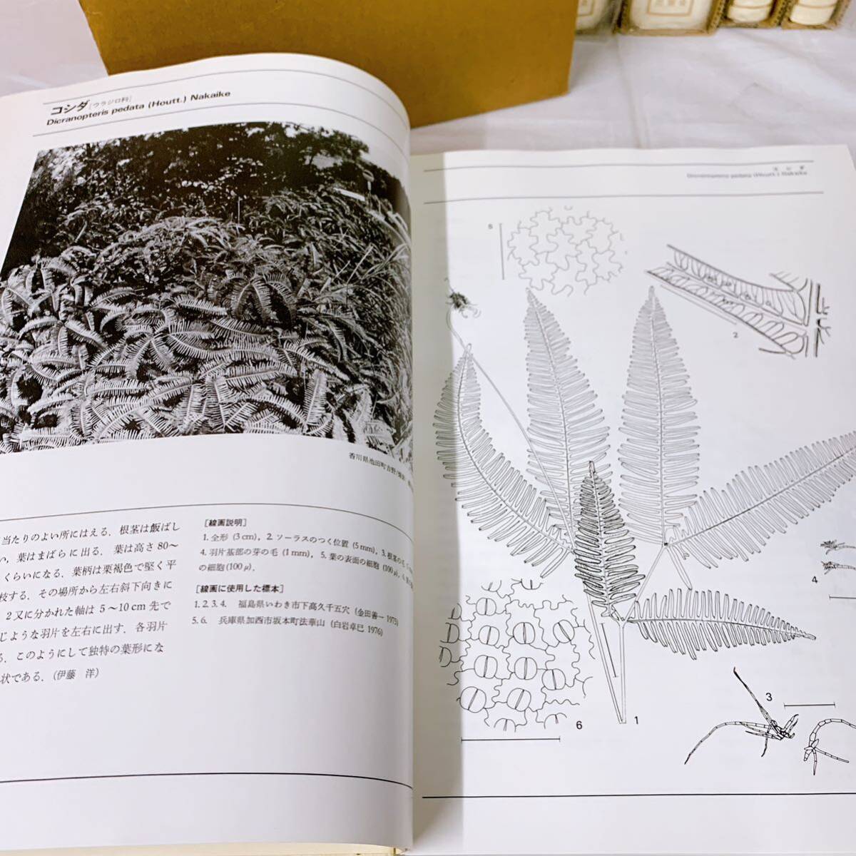 B-T3/7 日本のシダ植物図鑑 全８巻 東京大学出版会 初版の画像7