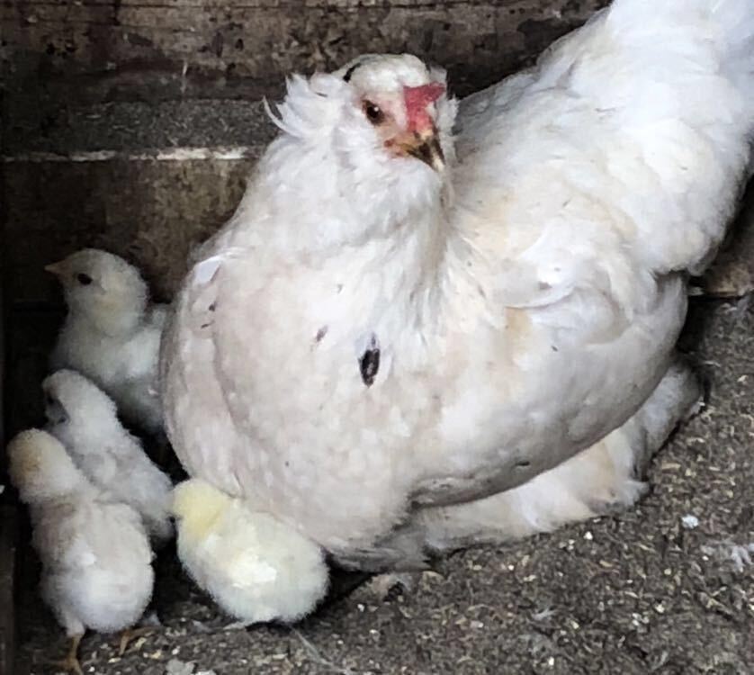 即決 アローカナ 有精卵 12個 青い卵 平飼い 鶏 食用_画像1