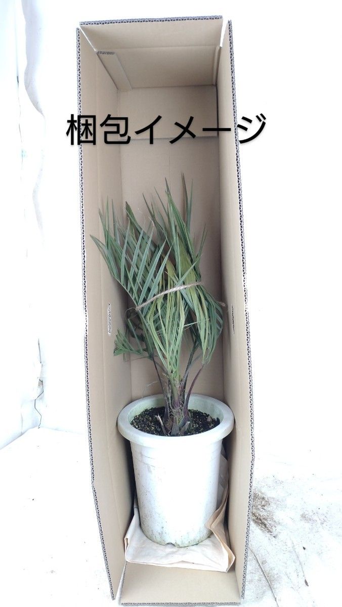 【ヤシの木】ココスヤシ 50cm/9号プラ鉢【No.2】