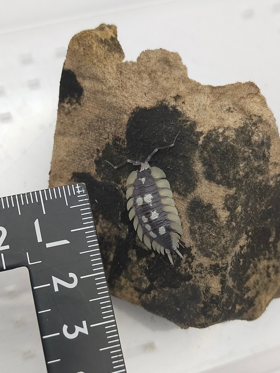 Porcellio expansus エキスパンサスフチゾリオオワラジ　幼体　5匹+オマケ5匹　スペイン原産_画像2