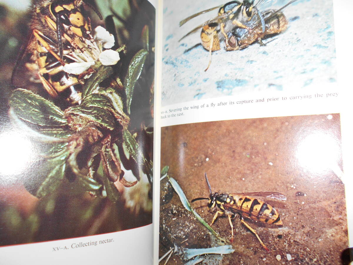 即決 昆虫学、Incect 1973年『WASPS スズメバチ』ハチ目、膜翅目 即決 昆虫学、Incect 1973年『WASPS スズメバチ』ハチ目、膜翅目