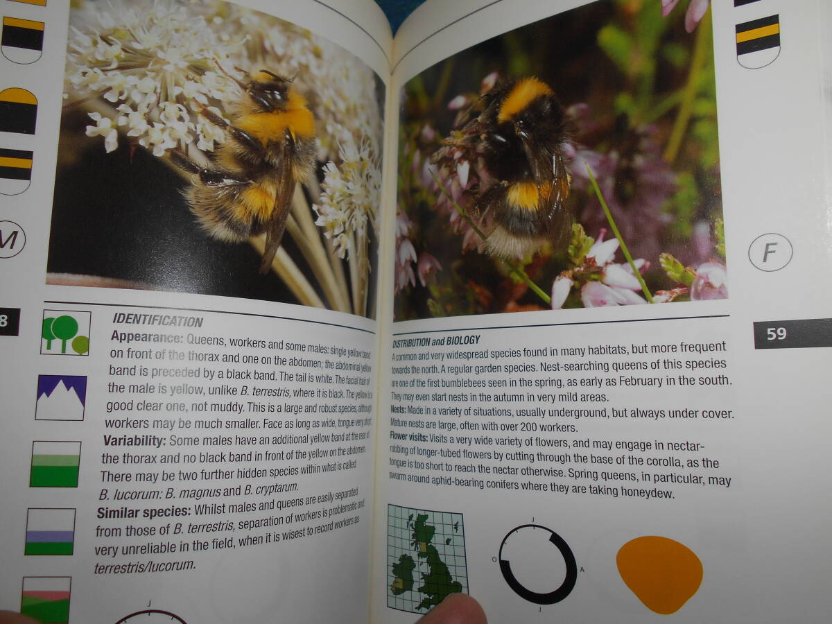 即決　2005年『マルハナバチ　Bumblebees』昆虫学、Incectハチ目、膜翅目、生態Social bees ミツバチ　ハナバチ　スズメバチ、アシナガバチ