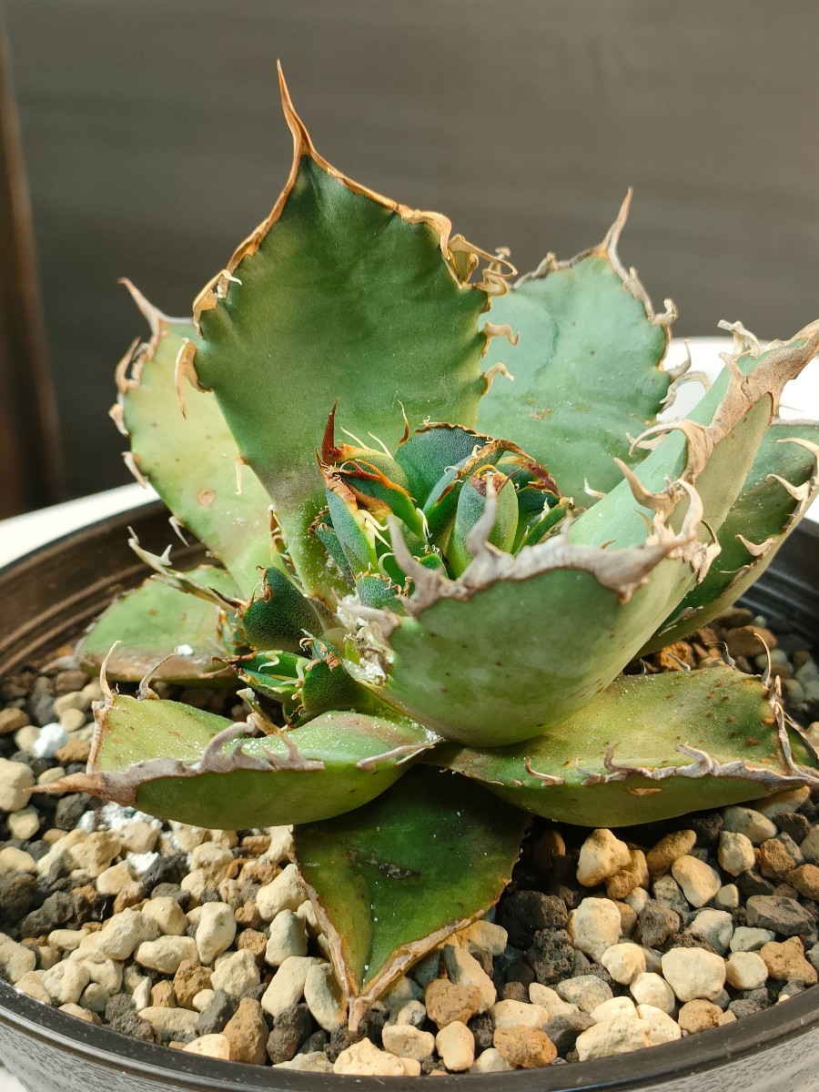 【hiiro】アガベ オアハカベイビーズ 子株 agave titanota oaxaca （検 チタノタ オテロイ アリゾナメリクロン_画像6