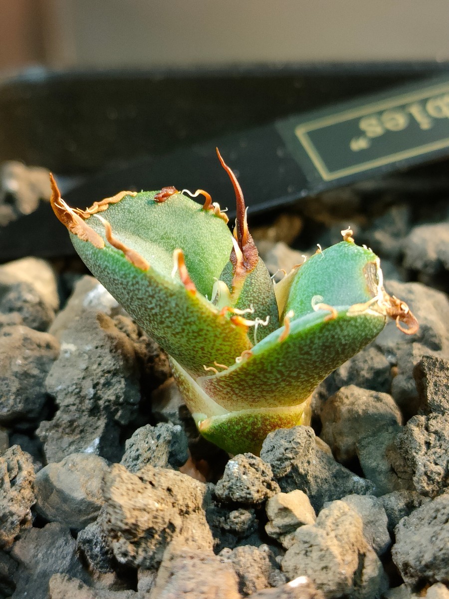 【hiiro】アガベ オアハカベイビーズ 子株 agave titanota oaxaca （検 チタノタ オテロイ アリゾナメリクロン_画像1