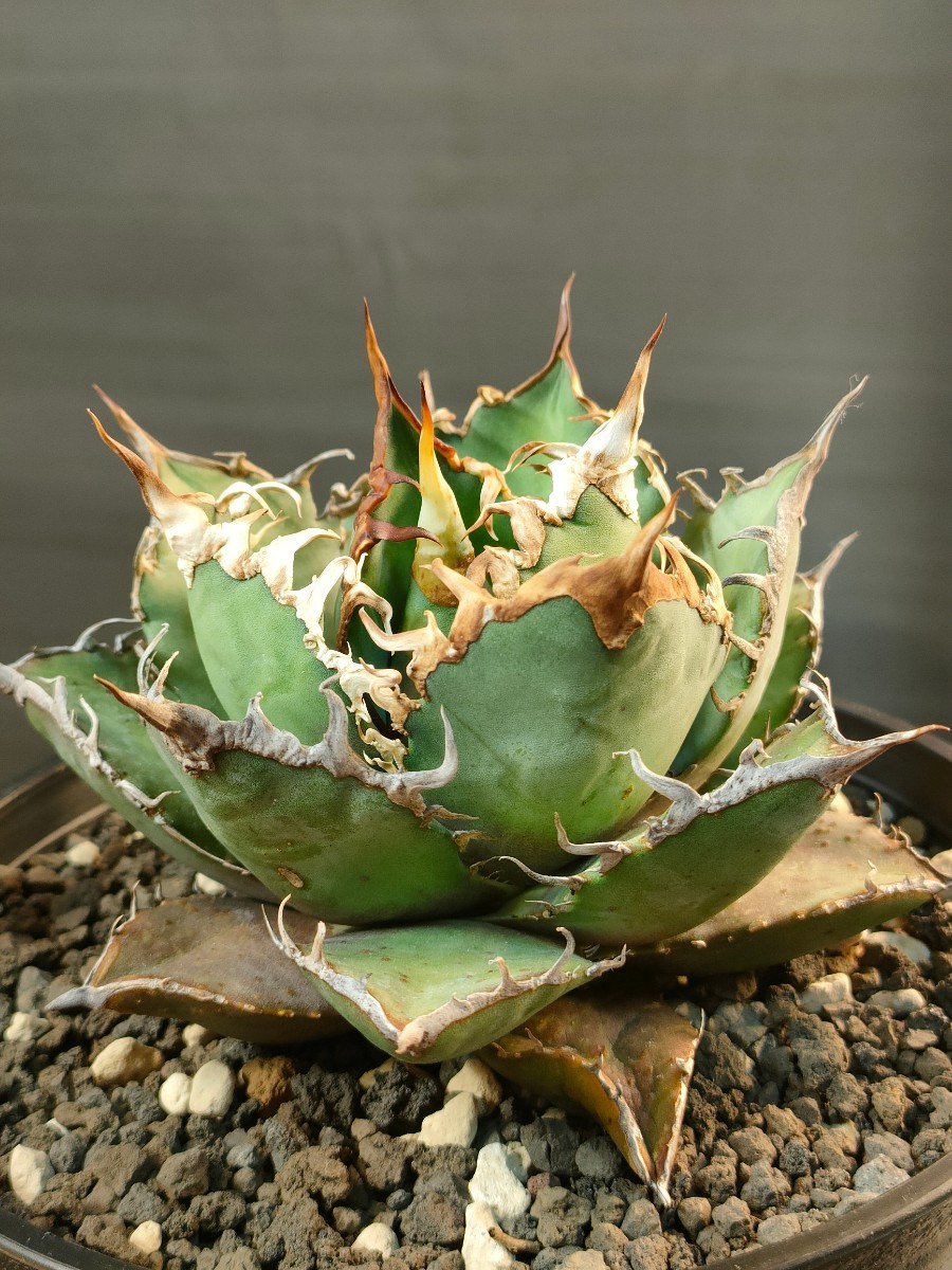 【hiiro】アガベ オアハカベイビーズ 子株 agave titanota oaxaca （検 チタノタ オテロイ アリゾナメリクロン_画像5