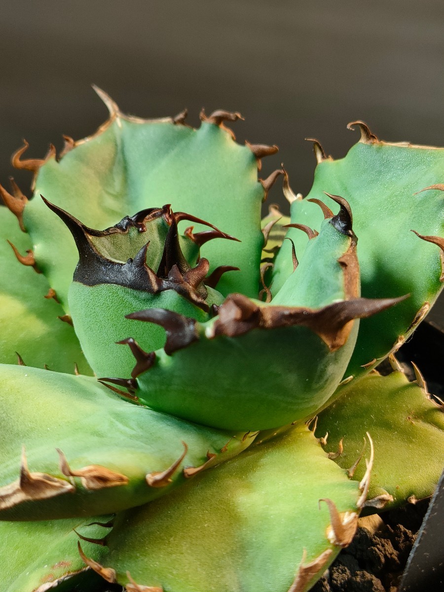 【hiiro】① 鉢ごと 冷害有り アガベ 翼竜 子株 agave titanota pteranodon TC（検 チタノタ オテロイ ブラックドラゴン 発根済_画像6