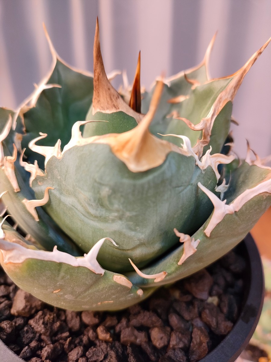 【hiiro】アガベ ホワイトボール 子株 agave titanota（検 チタノタ オテロイ イラン 白球 の画像4