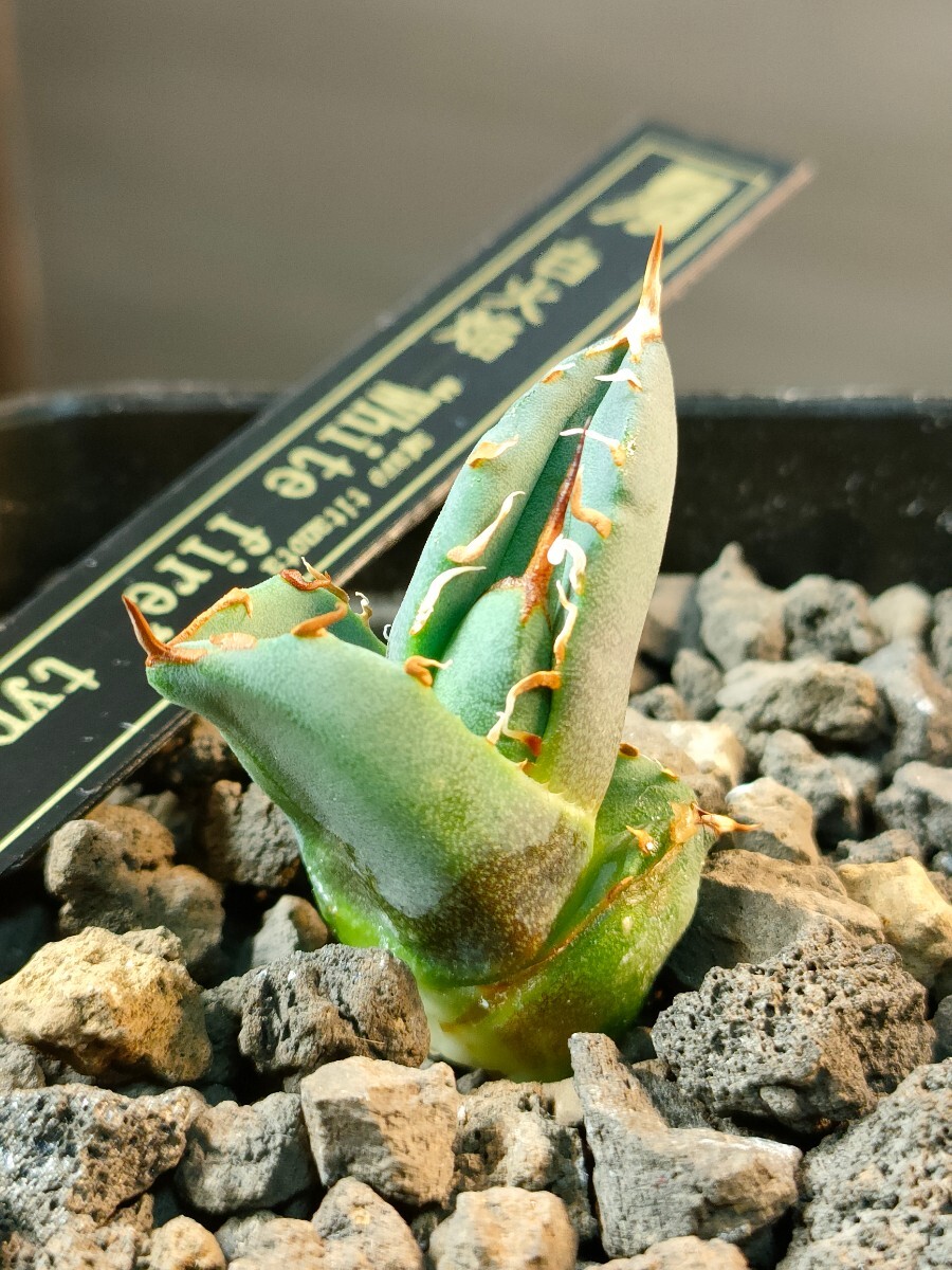 【hiiro】アガベ 白火焔 犀牛系 子株 agave titanota white fire type-A（検 チタノタ オテロイ ホワイトファイヤー 白炎 白火の画像1