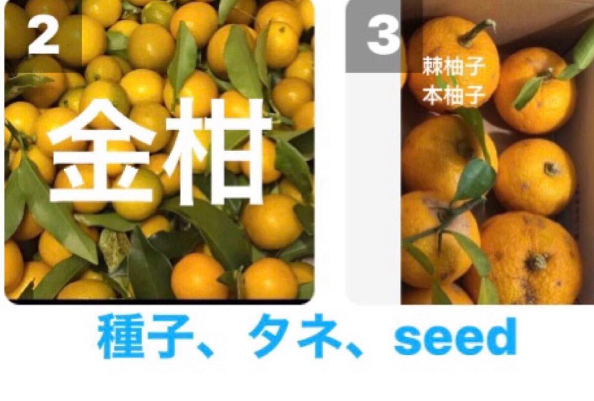 　●棘柚子、本柚子タネ  5粒　●金柑タネ5粒●紅八朔５粒