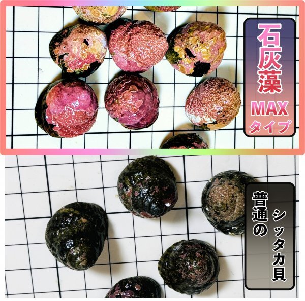 【10個＋α】シッタカ貝 石灰藻MAX type 数量限定 兵庫県産 海水 コケ取り貝 の画像2