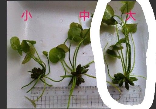 バナナプラント（大）１株