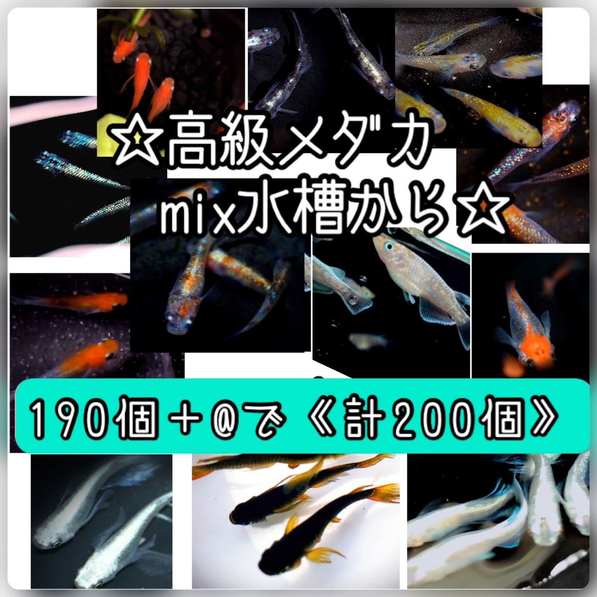 【ご購入翌日までに京都から発送】高級メダカmix水槽からの卵★190個+@で200個★混泳水槽からになります★メダカの卵★_画像1