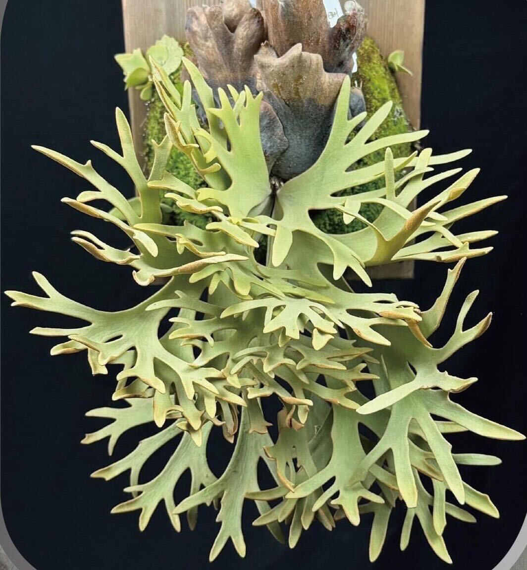 Platycerium willinckii *GoldenBoy* spore staghorn fern wi Lynn key Golden Boy spo a. stock gold .[PlantsLinks]③