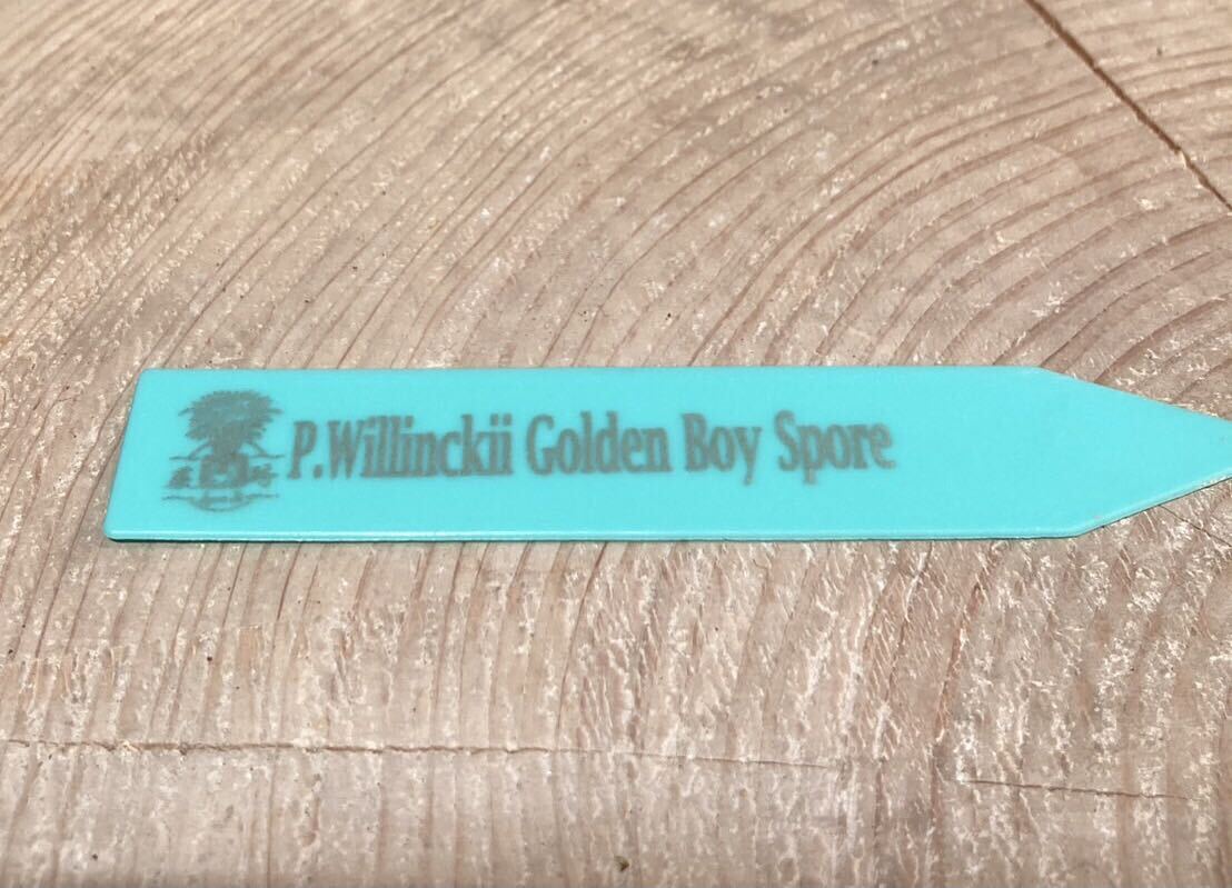 Platycerium willinckii “GoldenBoy“ sporeビカクシダウィ Platycerium willinckii “GoldenBoy“ sporeビカクシダウィ