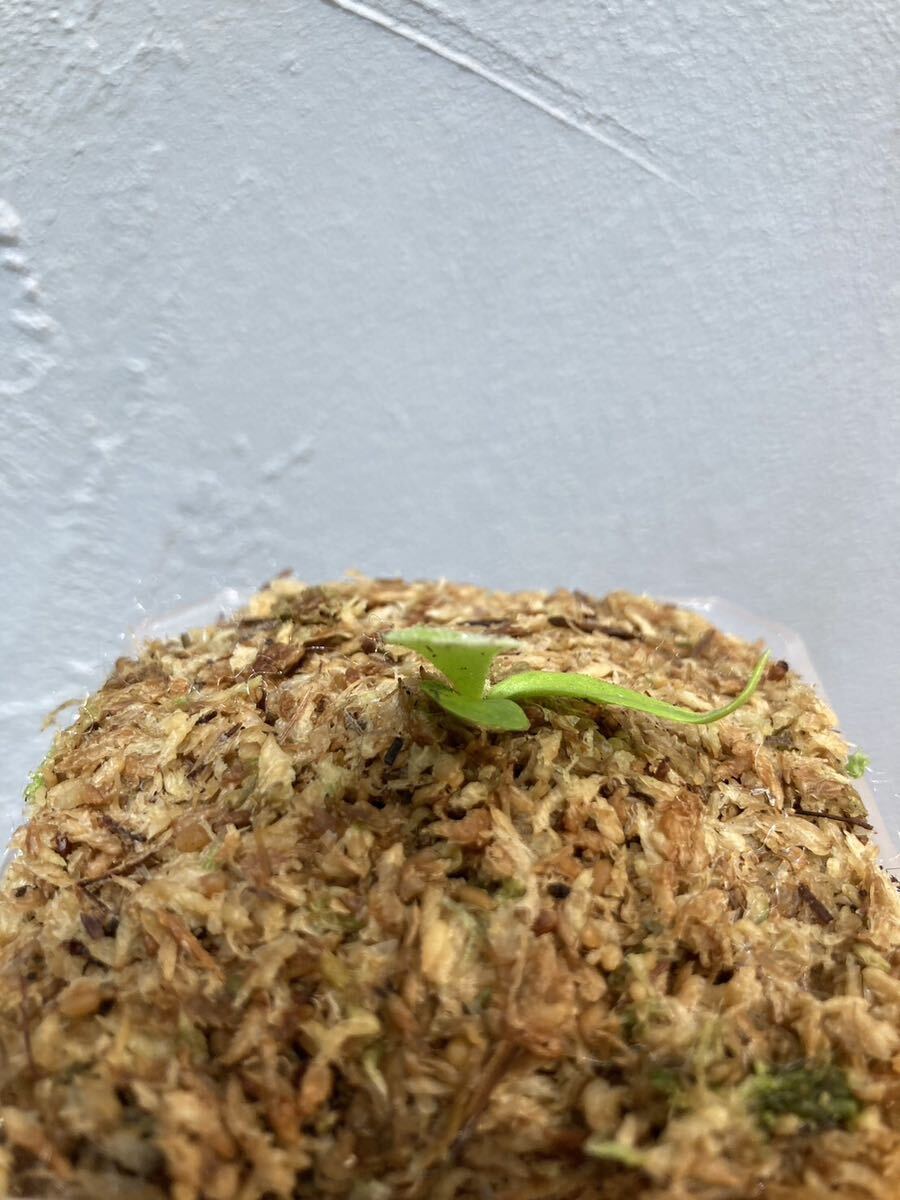 Platycerium willinckii “GoldenBoy“ sporeビカクシダウィ Platycerium willinckii “GoldenBoy“ sporeビカクシダウィ