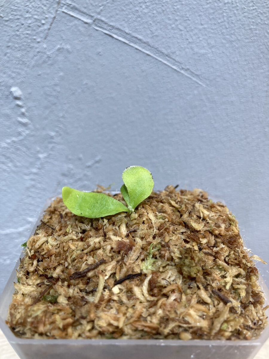 Platycerium willinckii “GoldenBoy“ sporeビカクシダウィ Platycerium willinckii “GoldenBoy“ sporeビカクシダウィ