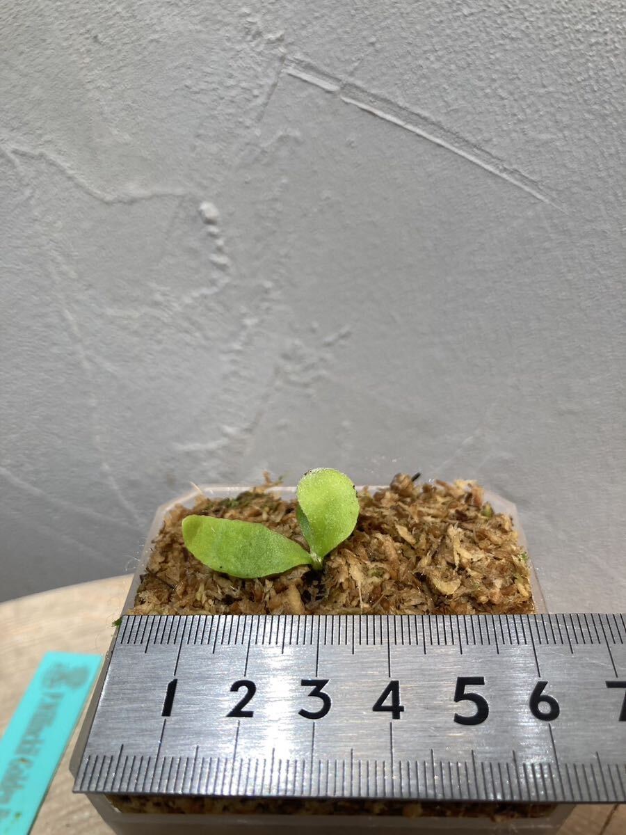 Platycerium willinckii “GoldenBoy“ sporeビカクシダウィ Platycerium willinckii “GoldenBoy“ sporeビカクシダウィ