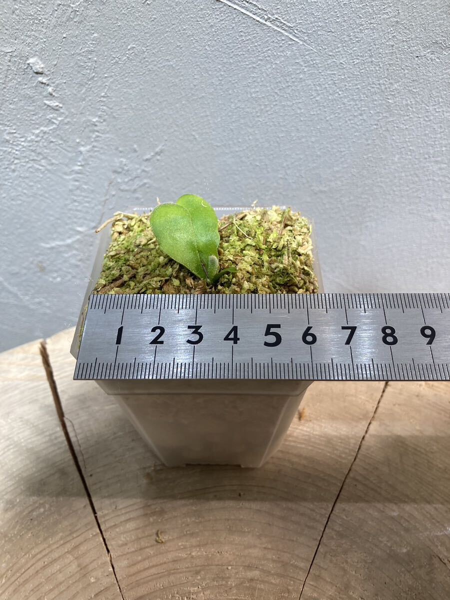 Platycerium willinckii “GoldenBoy“ sporeビカクシダウィ Platycerium willinckii “GoldenBoy“ sporeビカクシダウィ