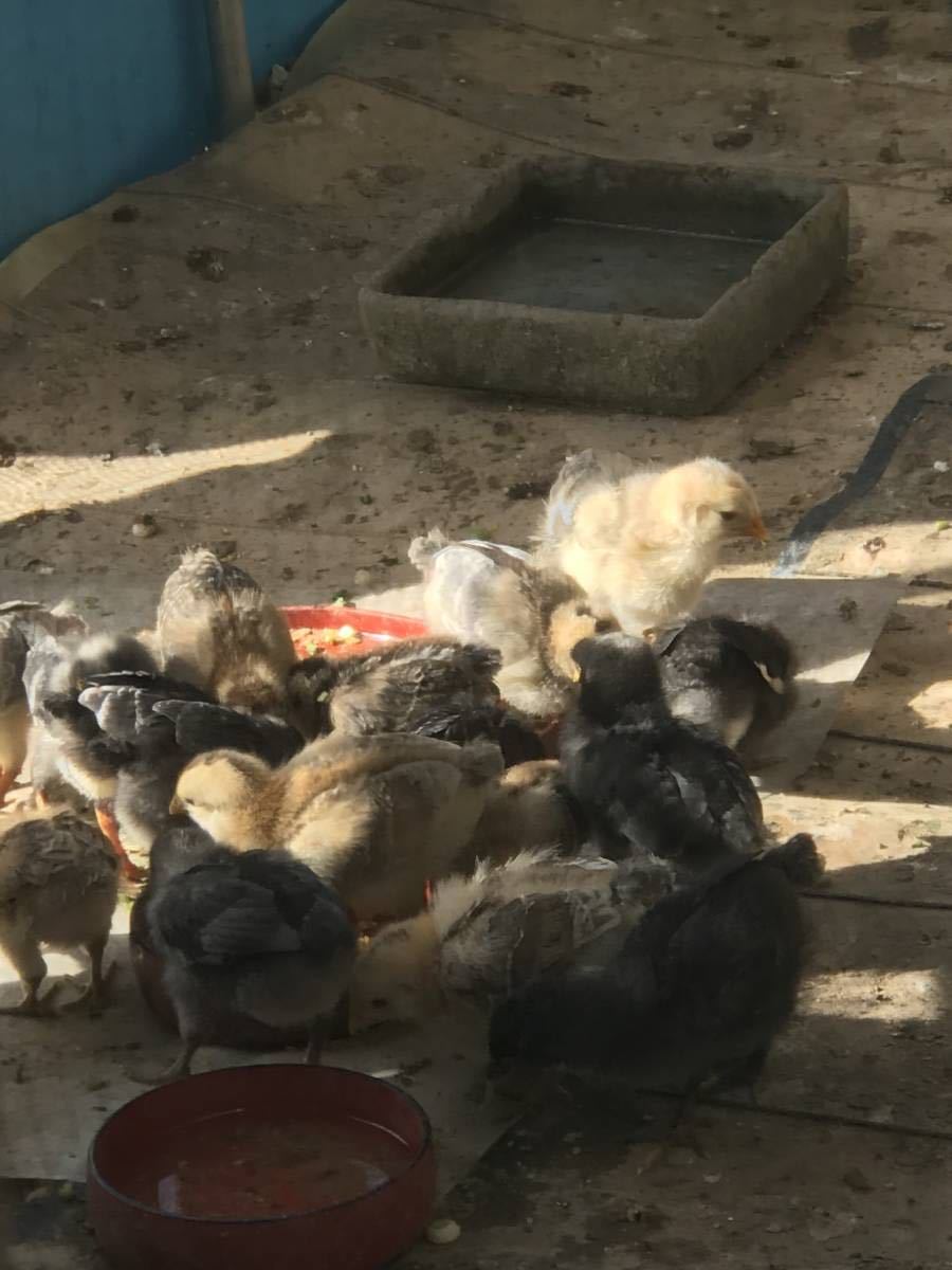 ニワトリの卵  食用  有精卵 １０個  ニワトリ   鶏 家畜 平飼い （食用の画像4