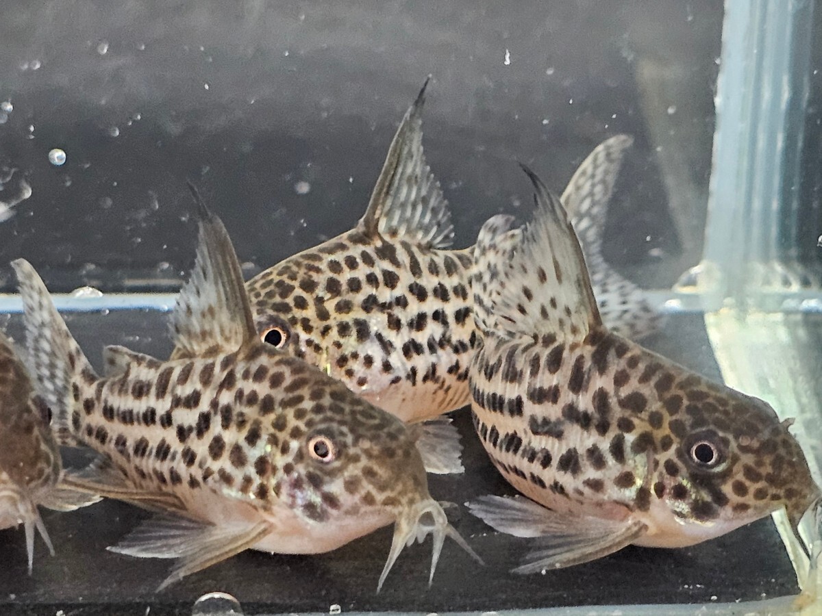 金魚家【ラージスポットアラグアイエンシス】【4.5cm～5.0cm】【5匹】【鹿児島県陸送発送】【翌日着地区限定】【商品説明要確認】_画像2