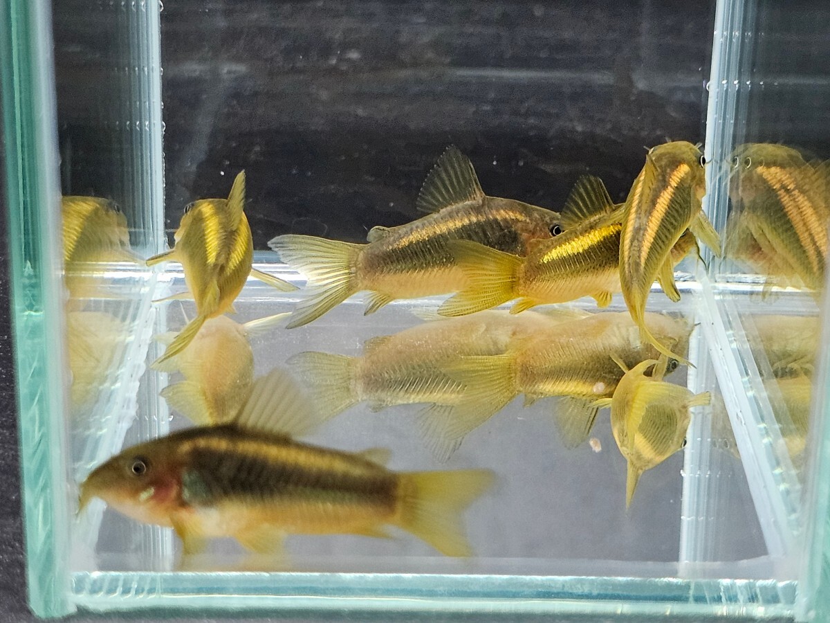 金魚家【イルミネータスゴールド】【3.8cm～4.0cm】【5匹】【鹿児島県陸送発送】【翌日着地区限定】【商品説明要確認】_画像1