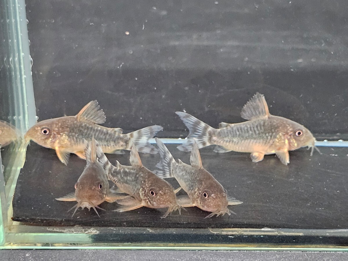 金魚家【ゴッセイ】【3.5cm～4.0cm】【5匹】【鹿児島県陸送発送】【翌日着地区限定】【商品説明要確認】_画像1