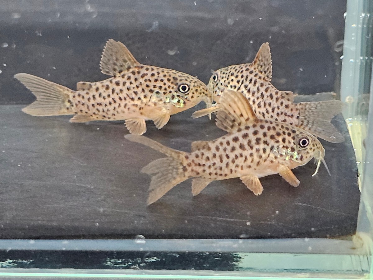 金魚家【ガラナI】【3.0cm】【3匹】【鹿児島県陸送発送】【翌日着地区限定】【商品説明要確認】_画像1