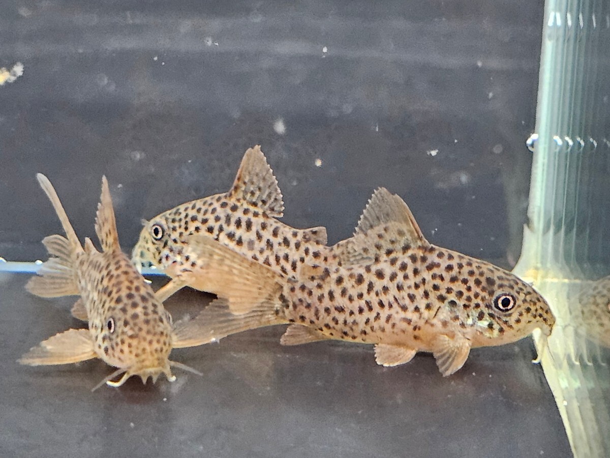 金魚家【ガラナI】【3.0cm】【3匹】【鹿児島県陸送発送】【翌日着地区限定】【商品説明要確認】_画像4