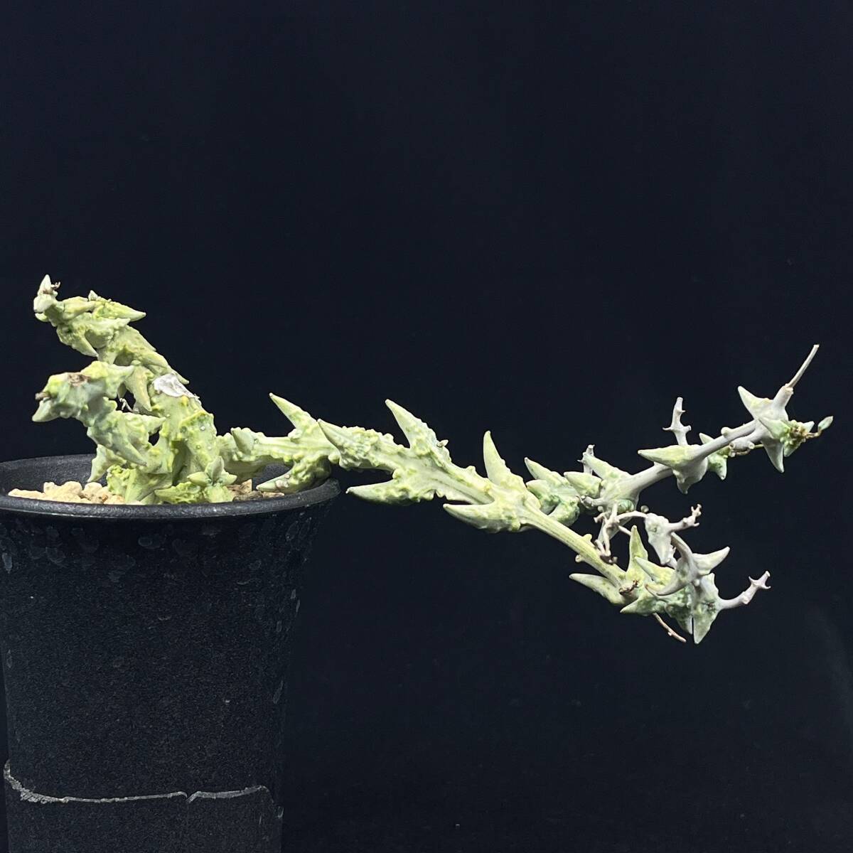 《PW》セロペギア“シモネアエsp.Nova,C.simoneae sp.Nova”多肉植物_画像1