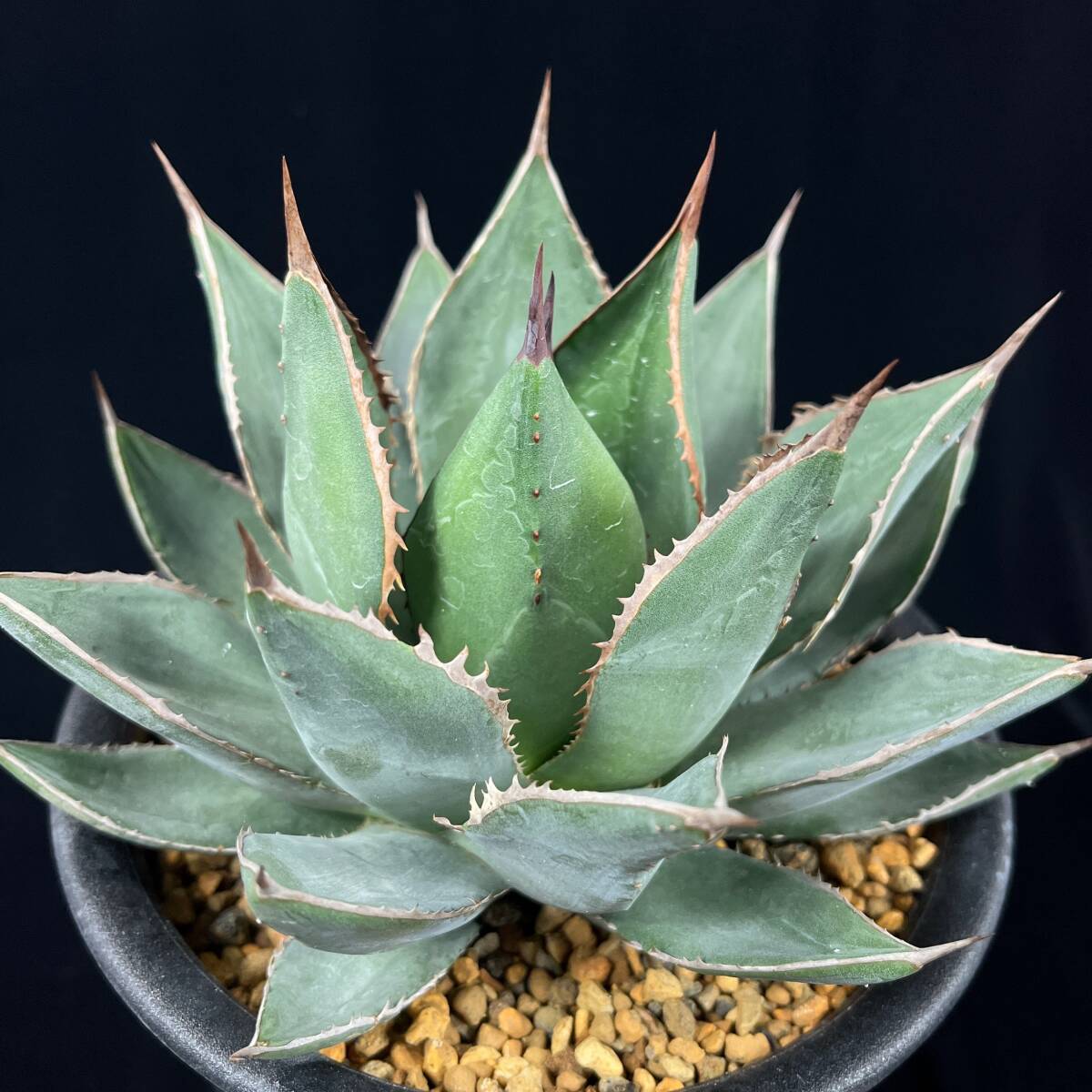 J58 希少 アガベ アリゾニカ 良株 厚葉 Agave arizonic(Yahoo J58 希少 アガベ アリゾニカ 良株 厚葉 Agave arizonic(Yahoo