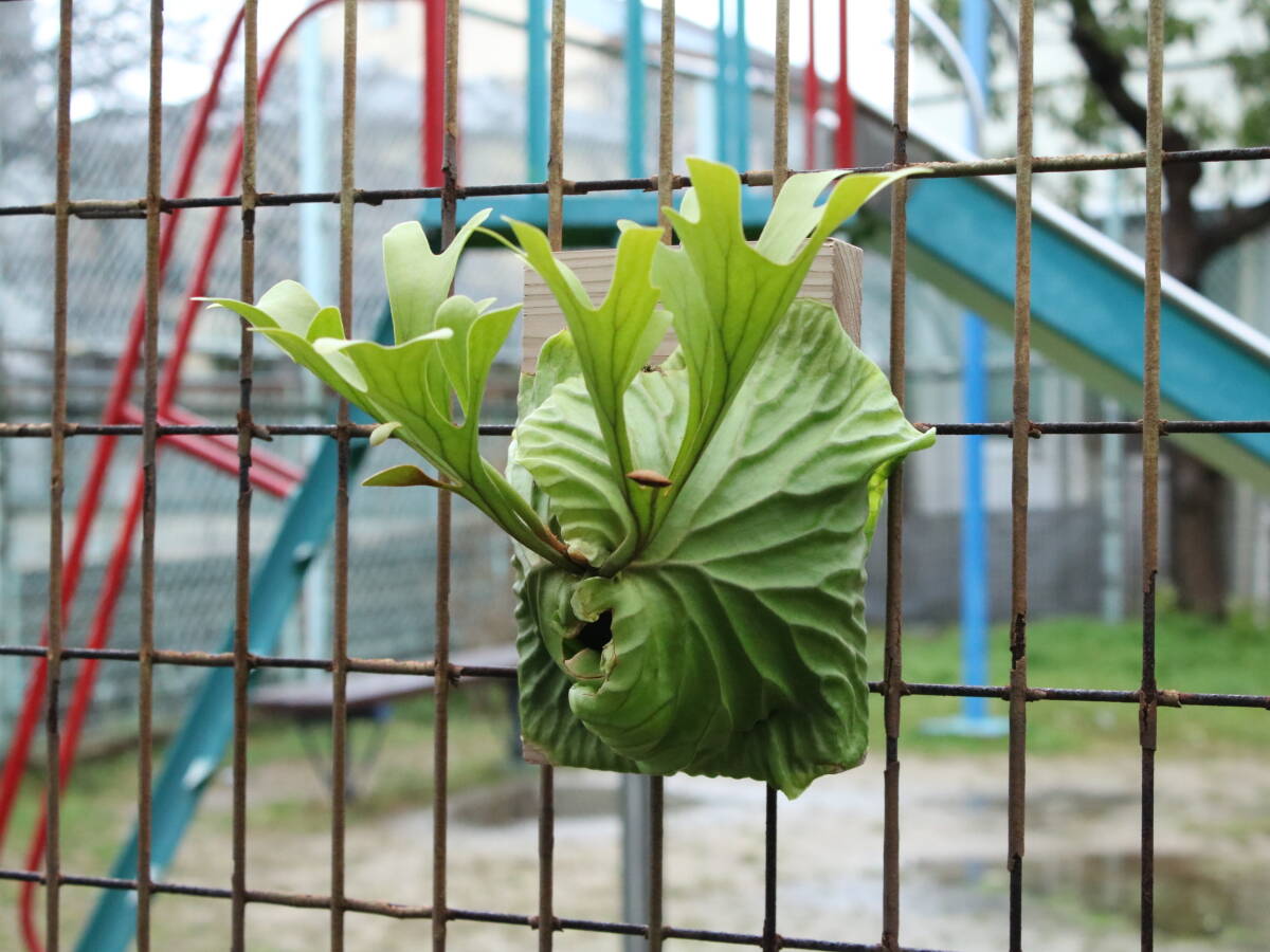  staghorn fern lido Ray board attaching 