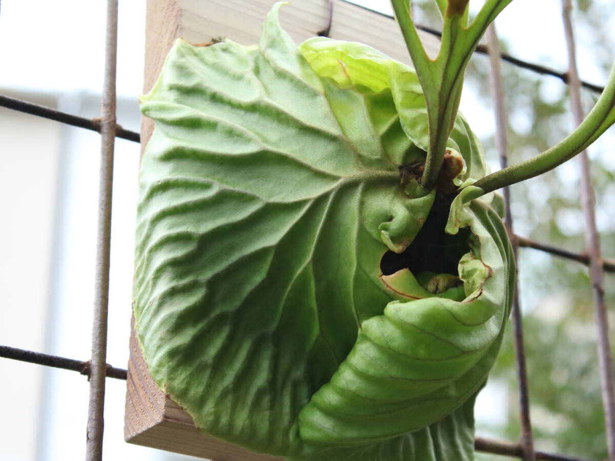  staghorn fern lido Ray board attaching 