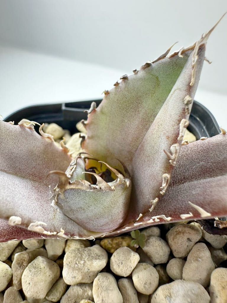 特選 アガベ チタノタ Agave titanota FO-076 EU 輸入株 発根済 メキシコ原産 抜き苗送料無料 検s.a.dシーザー 白鯨_画像5