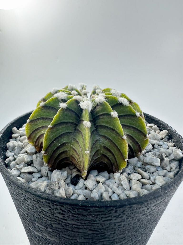 ギムノカリキウム フリードリッヒィ Gymnocalycium friedrihii LB2178 実生選抜 美株 抜き苗は送料込 サボテン_画像6