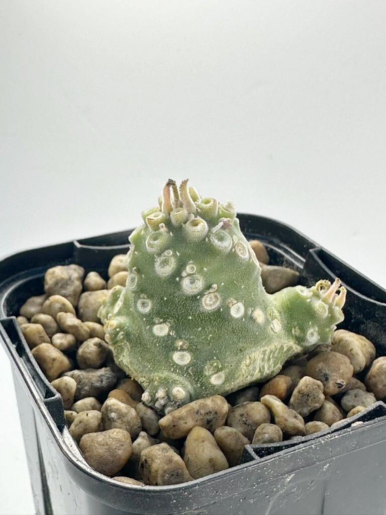 ドルステニア ラブラニー Dorstenia lavrani ソマリア 原産 実生株 抜き苗は送料込 塊根植物_画像2