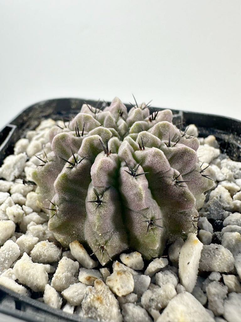 Eriosyce crispa エリオシケ クリスパ 濃紫 褐色肌 実生 南米原産 サボテン 抜き苗は送料込 美種 黒刺の画像2