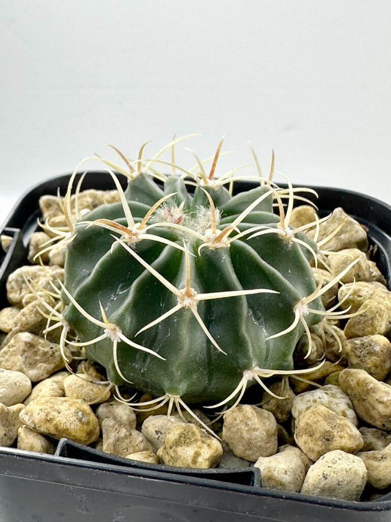 Homalocephala 'Echinocactus' texensis エキノカクタス テキセンシス 綾波 SB385 FN Guthrie Tx, wide flat stem 実生選抜株_画像1