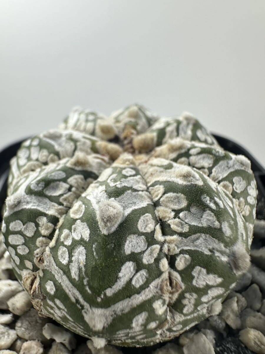 Astrophytum asterias V type アストロフィツム スーパー兜 V 実生株 抜き苗は送料込 サボテン ランポー 美種の画像8