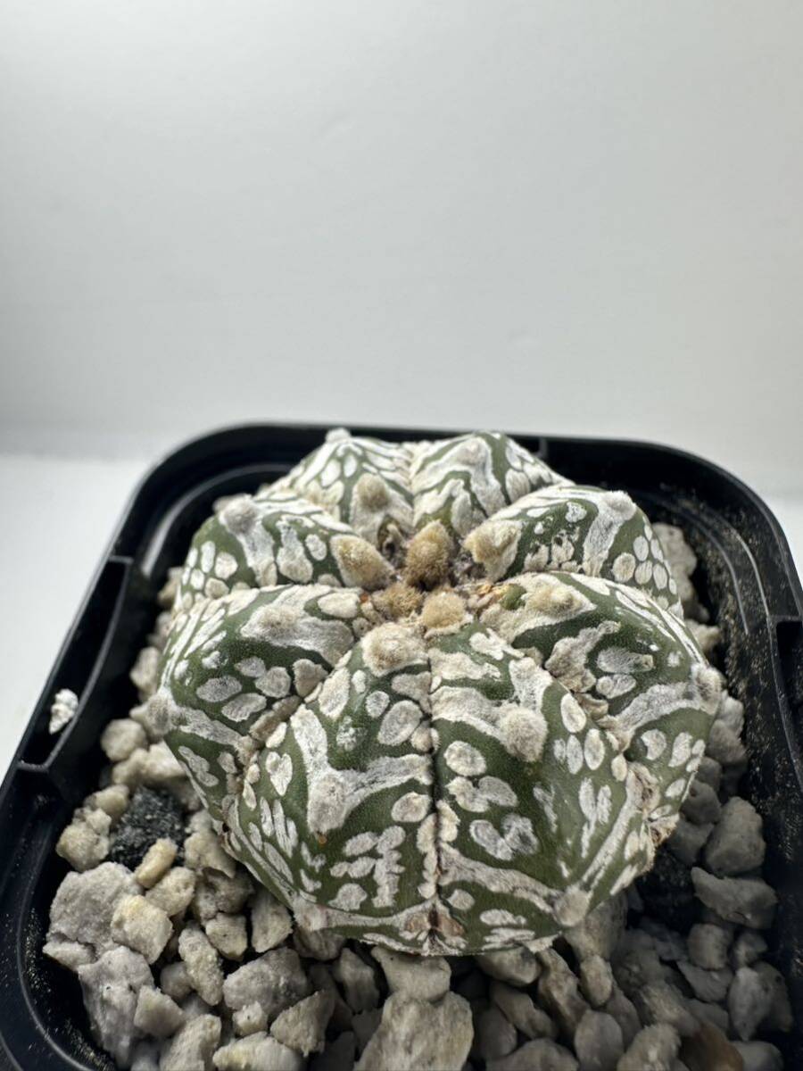 Astrophytum asterias V type アストロフィツム スーパー兜 V 実生株 抜き苗は送料込 サボテン ランポー 美種の画像2