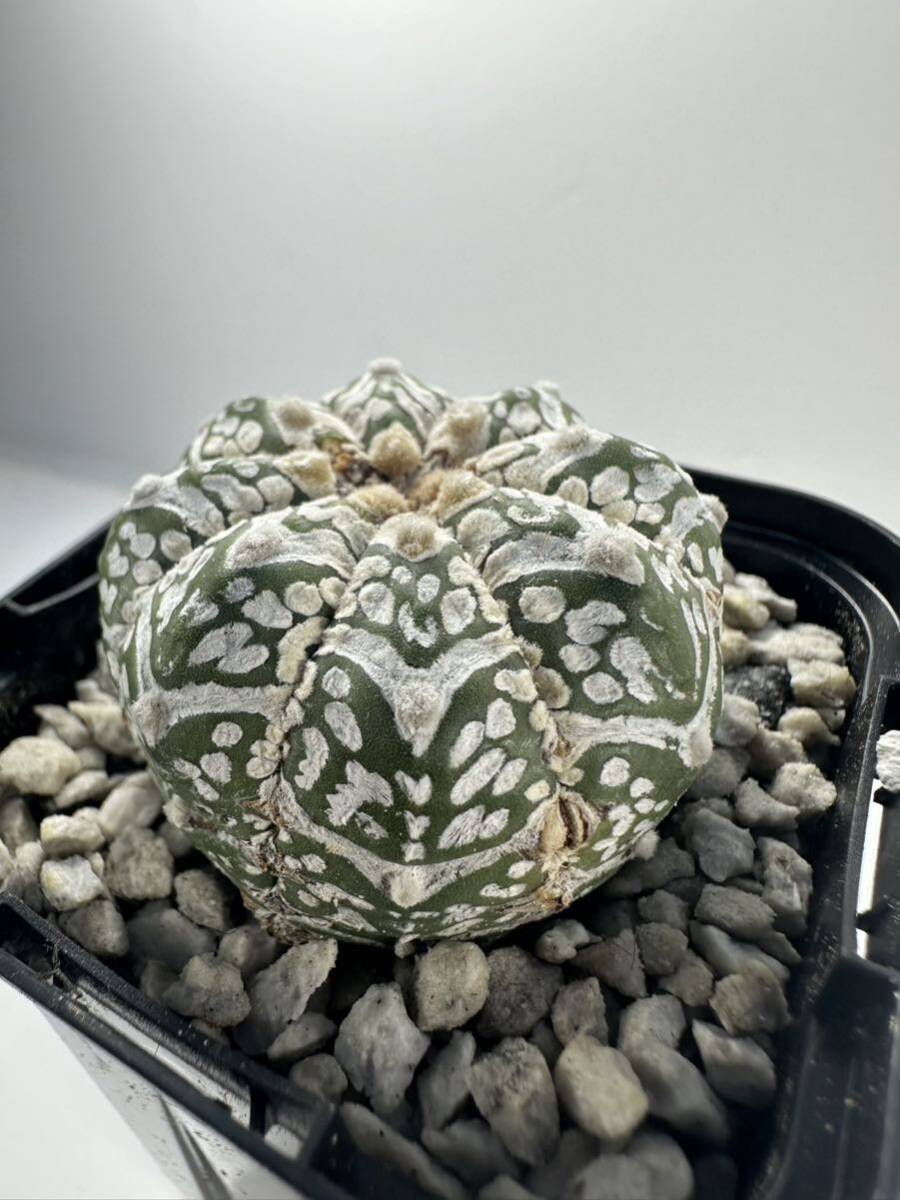 Astrophytum asterias V type アストロフィツム スーパー兜 V 実生株 抜き苗は送料込 サボテン ランポー 美種の画像9