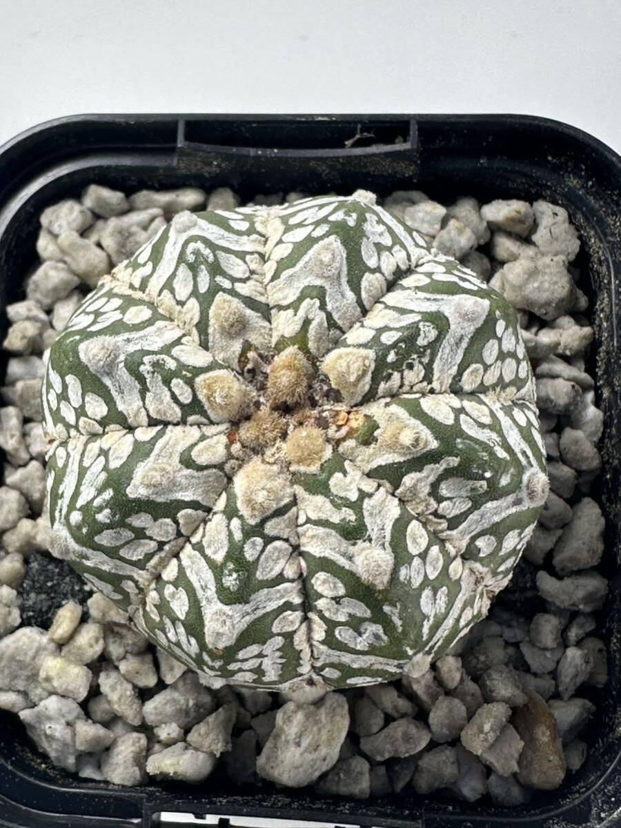 Astrophytum asterias V type アストロフィツム スーパー兜 V 実生株 抜き苗は送料込 サボテン ランポー 美種の画像5