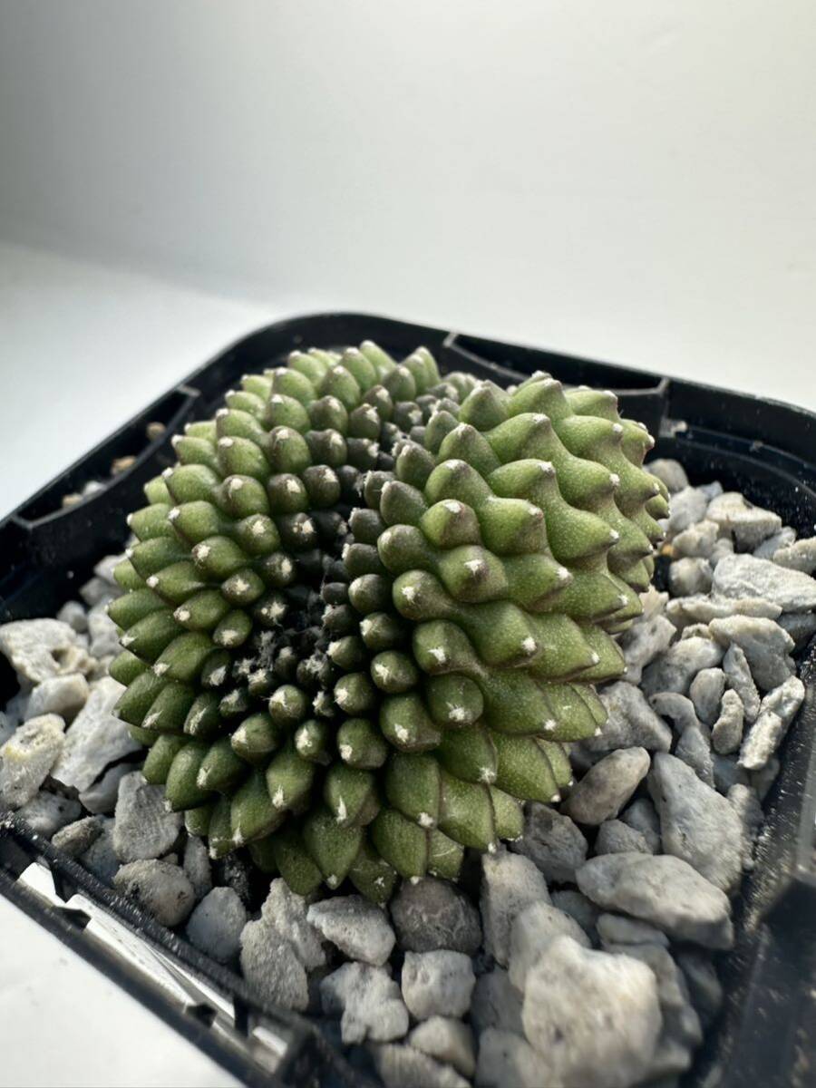 gymnocalycium monstrose ギムノカリキウム 綴化 実生選抜 輸入株 抜き苗は送料込 珍品 希少 サボテンの画像6