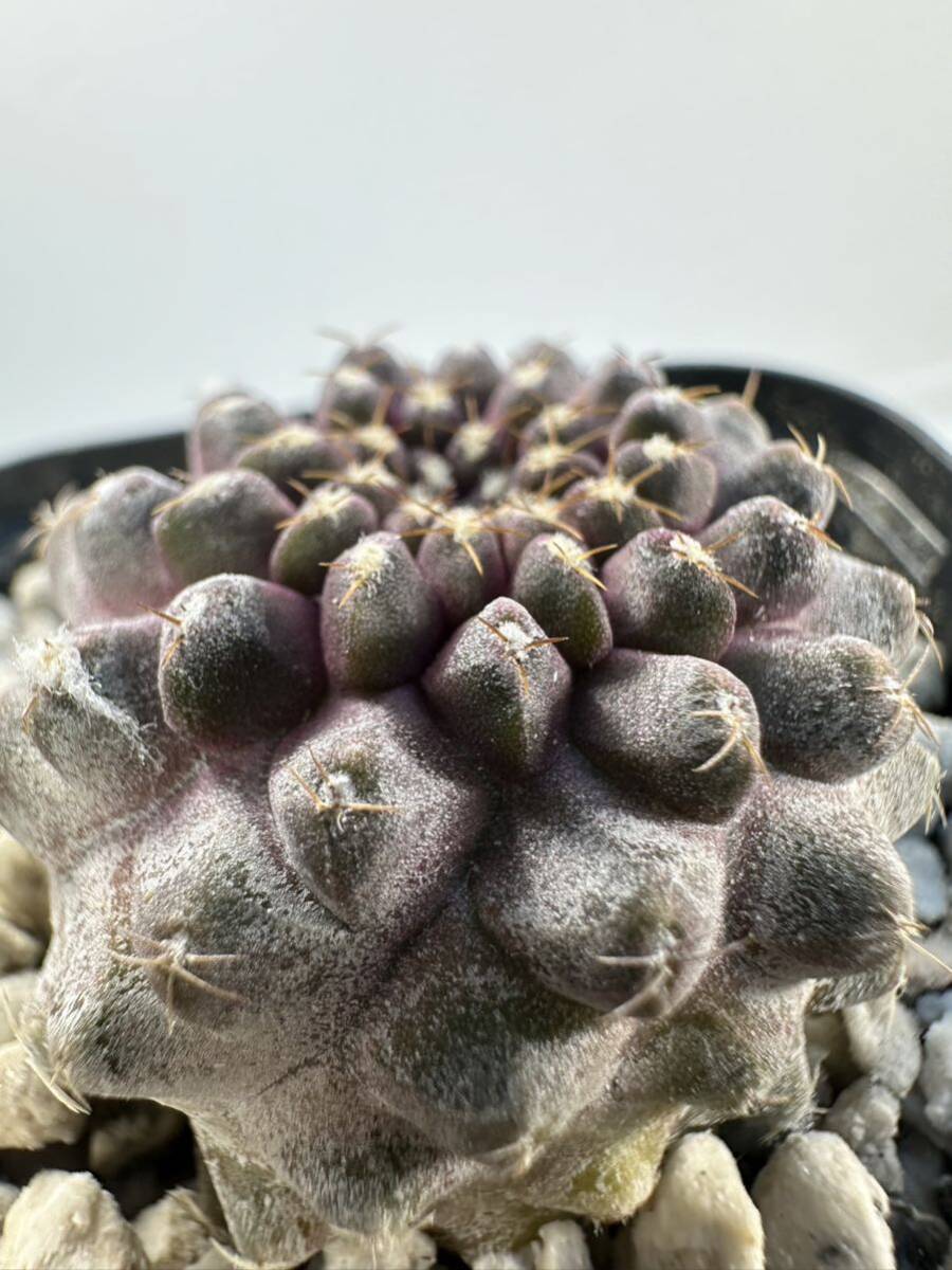 Copiapoa Tenuissima コピアポア テヌイシマ 選抜株 パープルスキン 輸入株 抜き苗は送料込_画像4