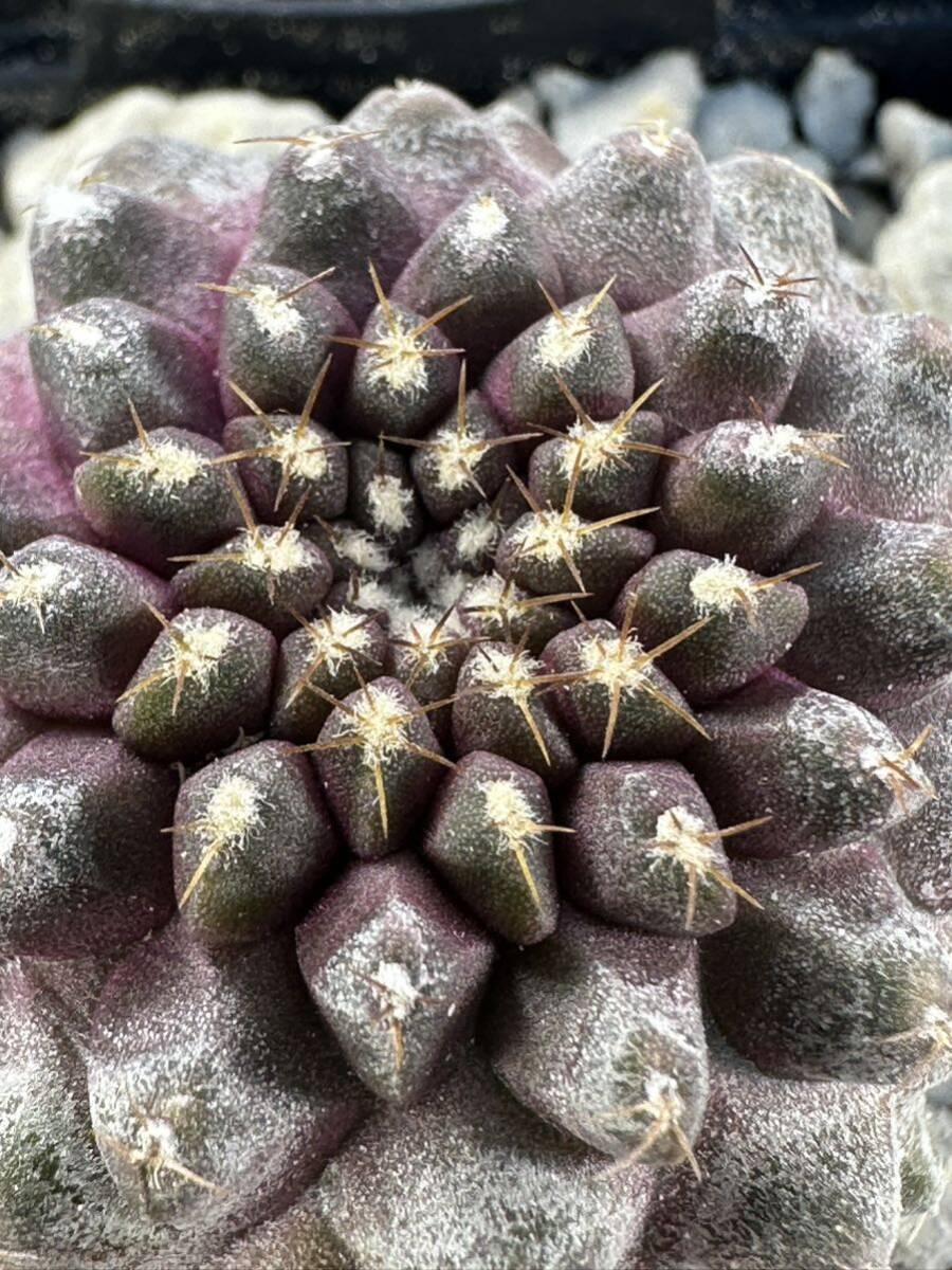 Copiapoa Tenuissima コピアポア テヌイシマ 選抜株 パープルスキン 輸入株 抜き苗は送料込_画像3