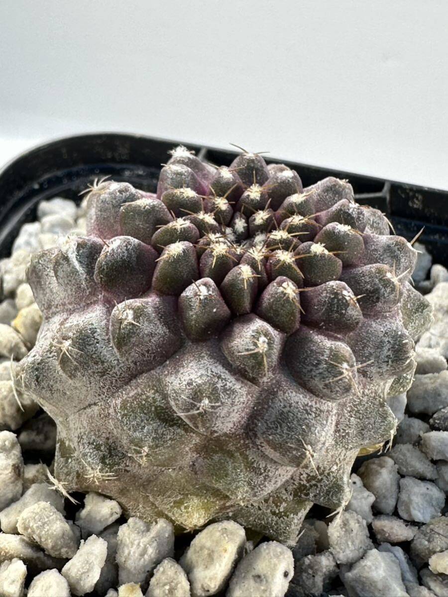 Copiapoa Tenuissima コピアポア テヌイシマ 選抜株 パープルスキン 輸入株 抜き苗は送料込_画像6