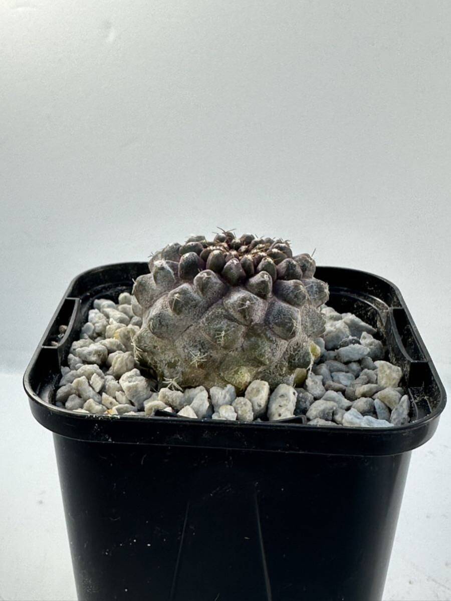 Copiapoa Tenuissima コピアポア テヌイシマ 選抜株 パープルスキン 輸入株 抜き苗は送料込_画像8