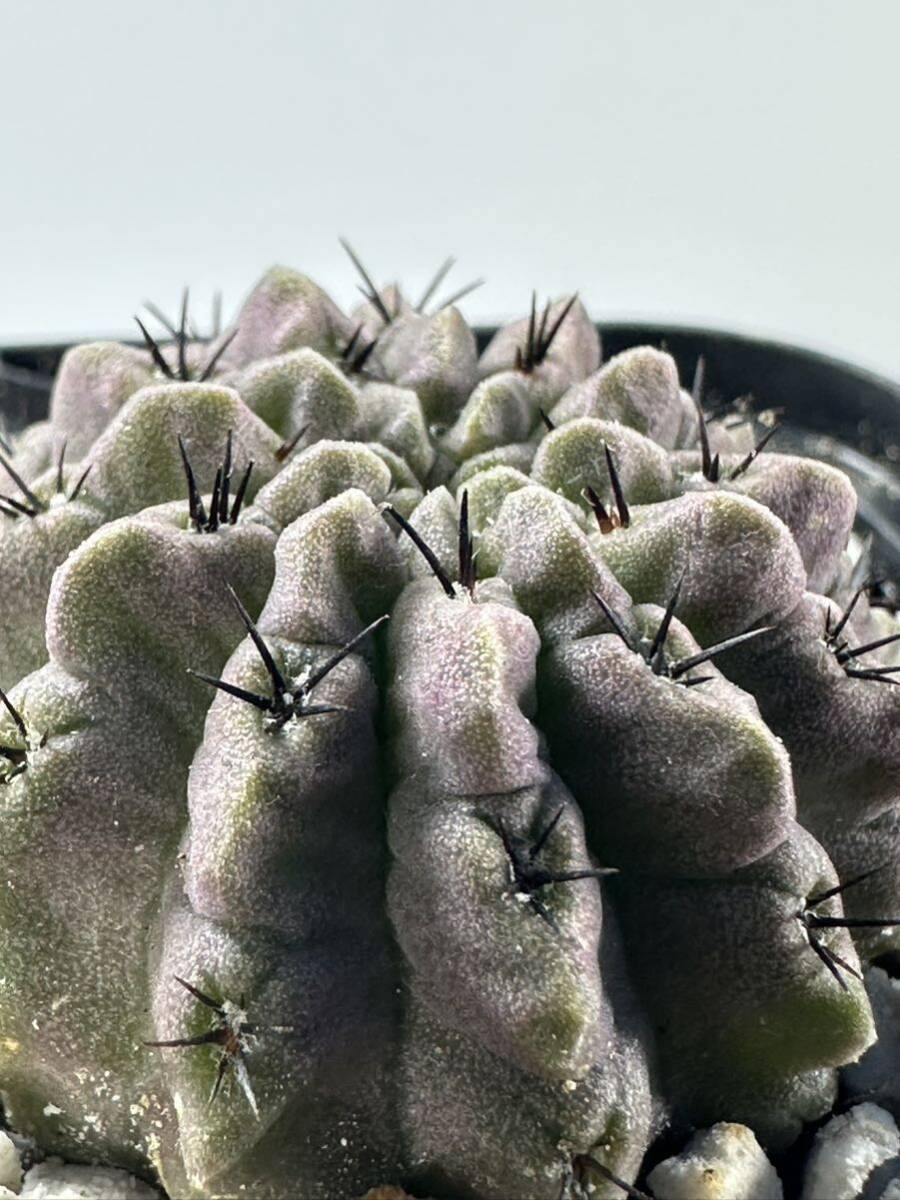 Eriosyce crispa エリオシケ クリスパ 濃紫 褐色肌 実生 南米原産 サボテン 抜き苗は送料込 美種 黒刺の画像3