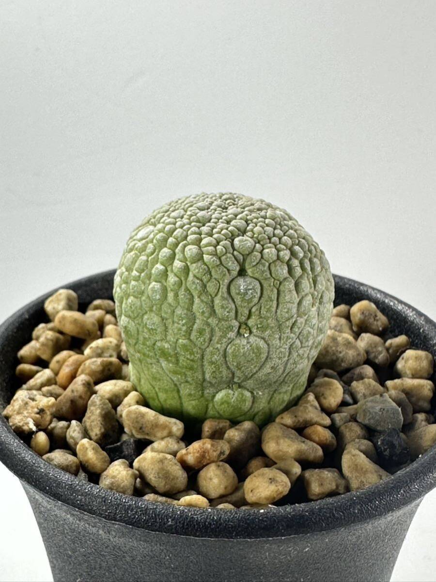 プセウドリトス ミグイルティヌス pseudolithos migiurtinus ソマリア産球形ガガイモ 抜き苗は送料込◎珍奇 スタペリア_画像2