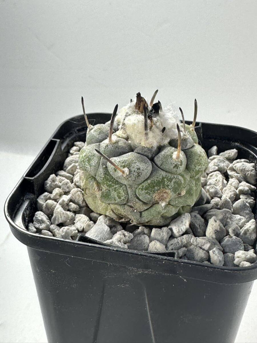 Turbinicarpus jauernigii ツルビニカルプス ハウエルニギー 実生株 抜き苗は送料込 ツルビニ サボテン 開花株_画像7